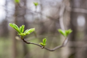 branch of a tree with young leaves, spring