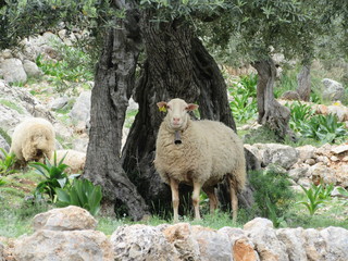 Sheep in Mallorca