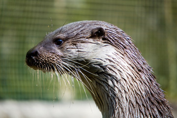 Luntra luntra - Lontra europea