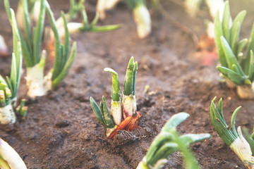 Close-up of organic onion plantation.