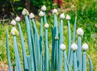Obraz premium Onion blooming in allotment