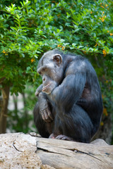 Pan troglodytes - Scimpanze