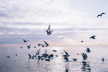 Sunset at the sea. Gulls over the water.
