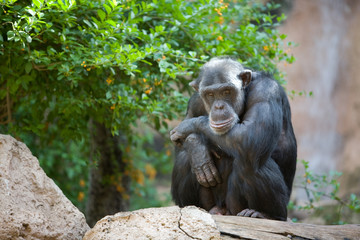 Pan troglodytes - Scimpanze