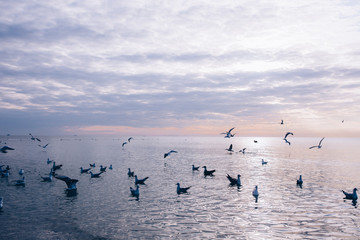 Sunset at the sea. Gulls over the water.
