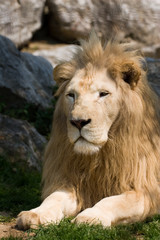 Panthera leo - Leone