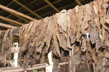 tobacco farm in pinar del ri, cuba