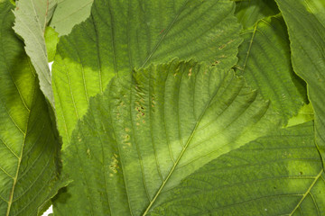 Chestnut leaf isolated on white background