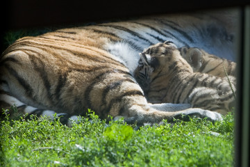 Panthera tigris altaica - Tigre siberiana