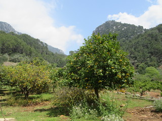 Fototapeta na wymiar Lemon tree in mountains