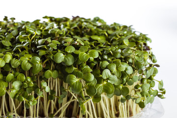 Ecologically clean food. Microgreen on a white background (close)