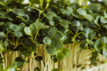 Ecologically clean food. Microgreen on a white background (close)