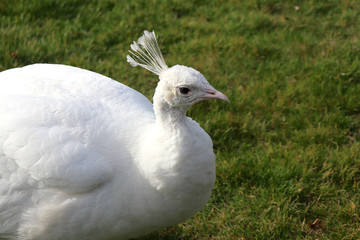 White peacock