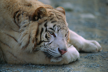 Fototapeta premium Panthera tigris tigris - Tigre del Bengala