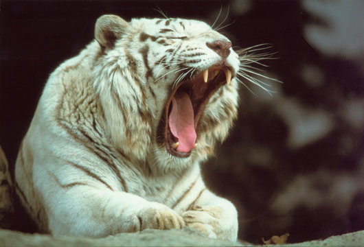 Panthera tigris tigris - Tigre del Bengala