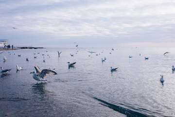 Sunset at the sea. Gulls over the water.
