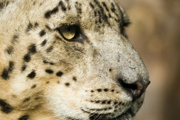 Panthera uncia - Leopardo delle nevi