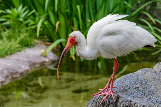 White Ibis