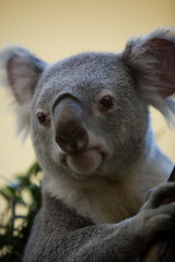 Phascolarctos cinereus - Koala
