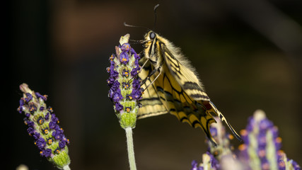 Schwalbenschwanz auf Lavendel Seitenansicht