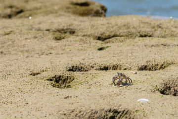 Crab on rock