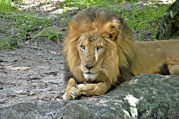 King of the Savannah