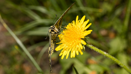 Schwalbenschwanz von vorne auf Löwenzahn