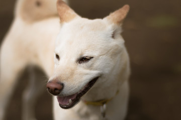 Retrato de perro a detalle