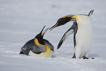 Fototapeta na wymiar Penguins in the snow