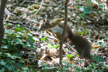 Sciurus vulgaris - Scoiattolo europeo