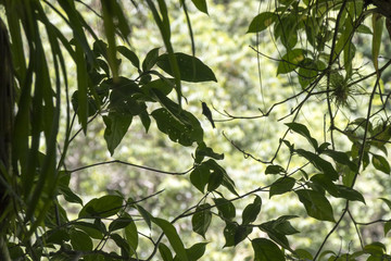 hummingbird in the jungle of el nicho, cuba