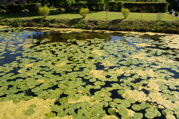 Seerosen in einem Burggraben