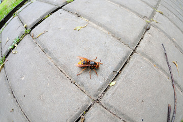 Bee on a stone tile. Macro, close-up.