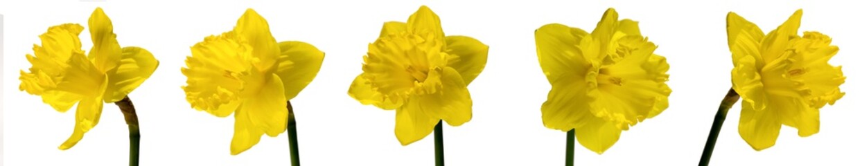 Fototapeta premium five yellow narcissus isolated on white background