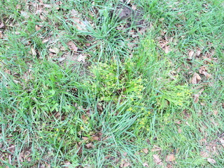 the first spring grass grows through dry leaves