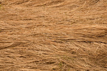 dry grass background