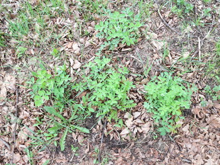 the first spring grass grows through dry leaves