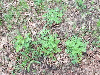 the first spring grass grows through dry leaves
