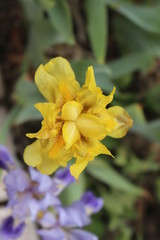 Colorful irises on the flower garden