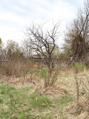 rustic spring landscape