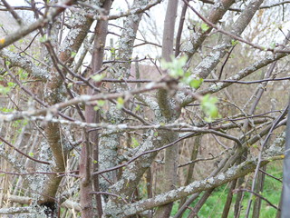 close-up of apple tree in spring