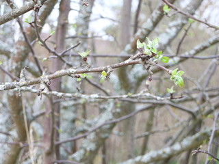 close-up of apple tree in spring