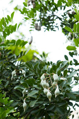 Tree with Pods and Leaves