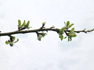 close-up of apple tree in spring
