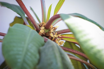 Home plant Euphorbia leuconeura