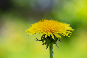 yellow dandelion at green background