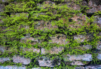 Massive wall background with green plants. Mossy rustic stone wall closeup photo texture.