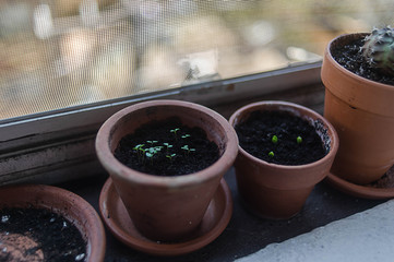 Small spring plants growing up