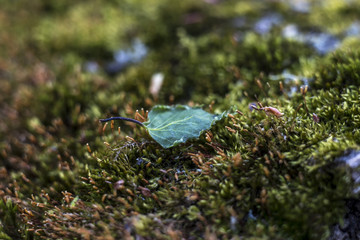 Moss and lichen on the bark of the old tree. Spring forest, greenery, beauty. Photo is good for a banner, booklet or high-resolution photo wallpapers.