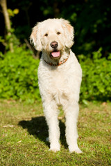 Stehender Labradoodle